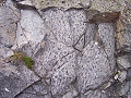 Vstervik Fleckengestein in grau