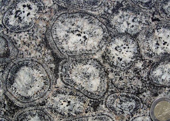 virvik, Orbiculit mit kleinen Kugeln