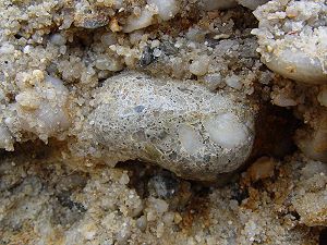 Unterseite des Konglomerats. Es steckt noch im Sediment, Bildbreite 25 cm
